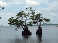 /album/photo-gallery-mangrove-reforestation/p1130785-jpg/