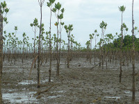 /album/photo-gallery-mangrove-reforestation/p1130891-jpg/
