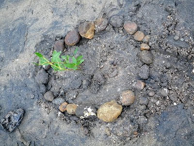 They protected the precious seedling that the children had planted by placing pebbles on them.