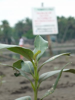 With the support of Nichiban Co., Ltd., 2,000 trees were planted in Bocana Village.n add a description here