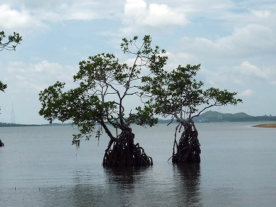 It grows independently in the ocean