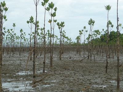 Bakaw trees were planted at 1m intervals.