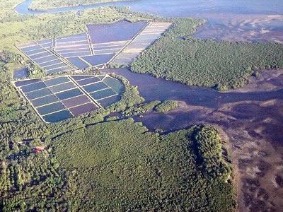 Mangrove forests are cut down and converted into fish farm ponds